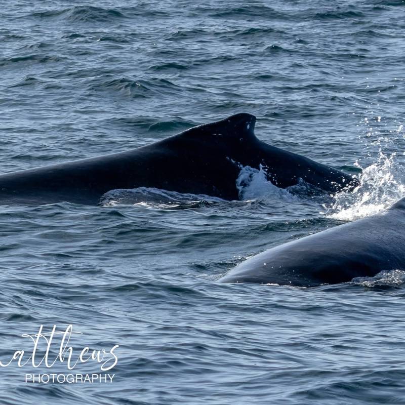 a whale jumping out of the water