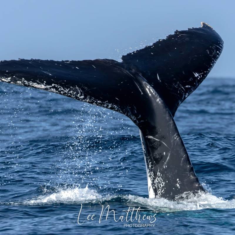 a whale jumping out of the water