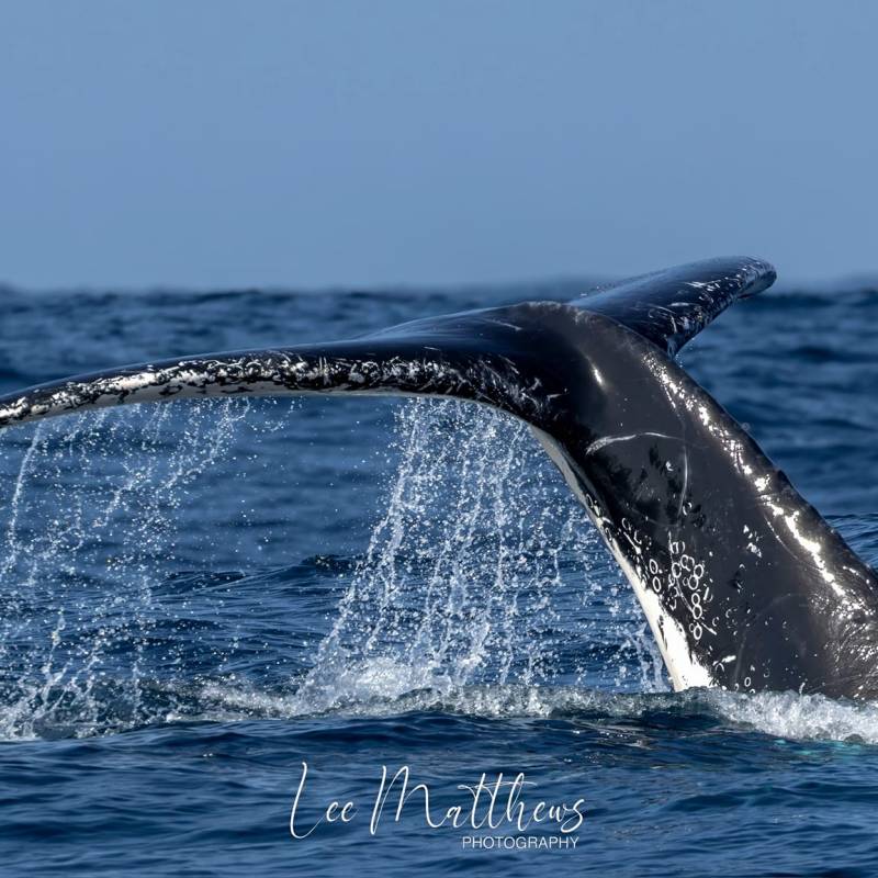 a whale jumping out of the water