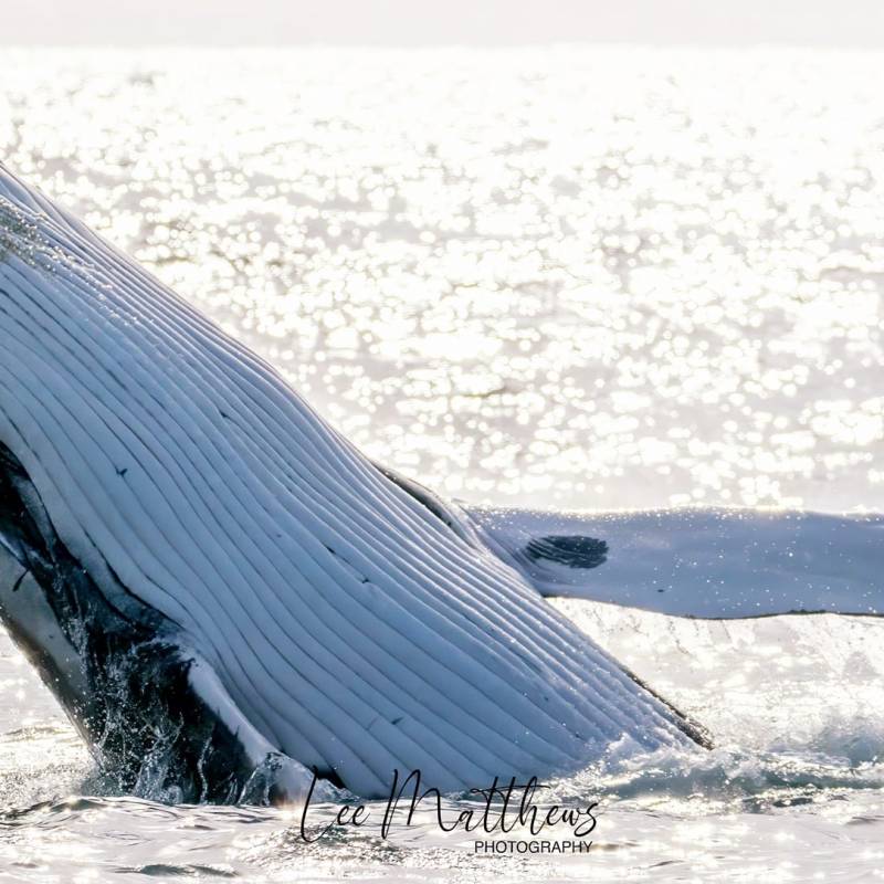 MOONSHADOW TQC CRUISES WHALE WATCHING PORT STEPHENS