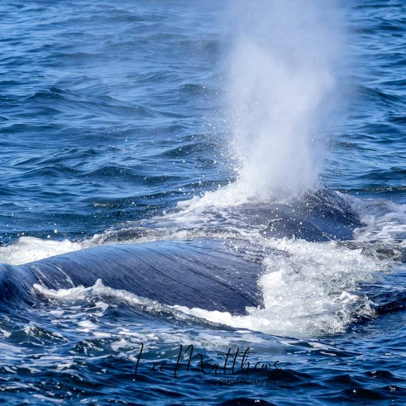 a whale jumping out of the water