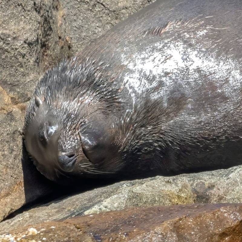 MOONSHADOW TQC CRUISES PORT STEPHENS WHALE WATCHING