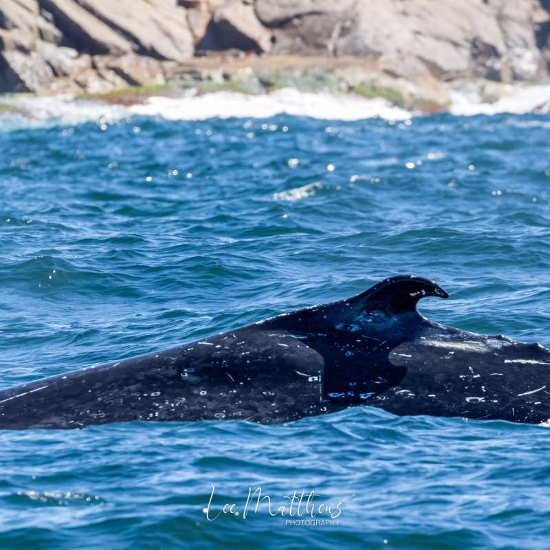 a whale jumping out of the water