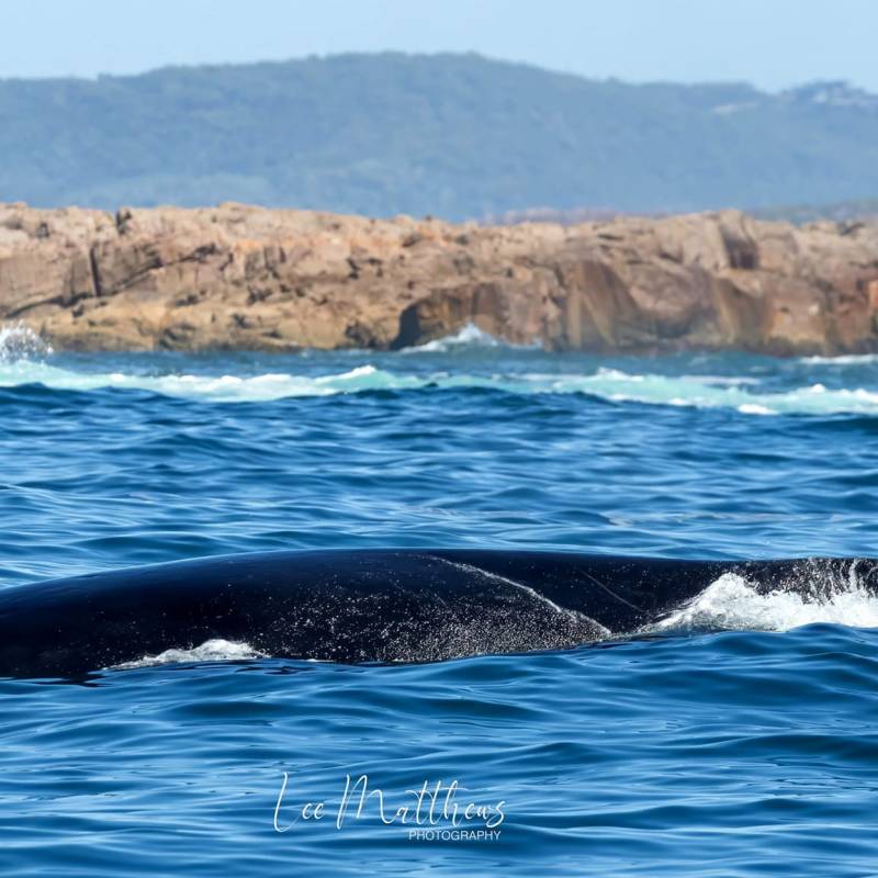 a whale jumping out of the water