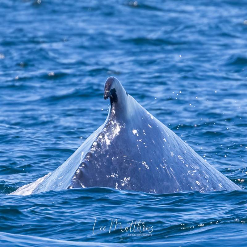 a whale jumping out of the water