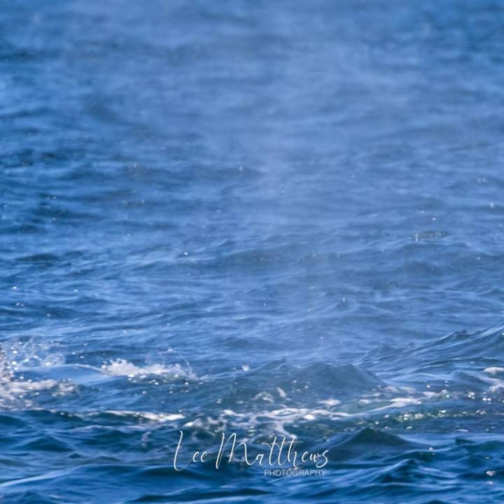 a whale jumping out of the water