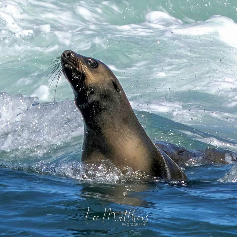 a seal swimming in the water