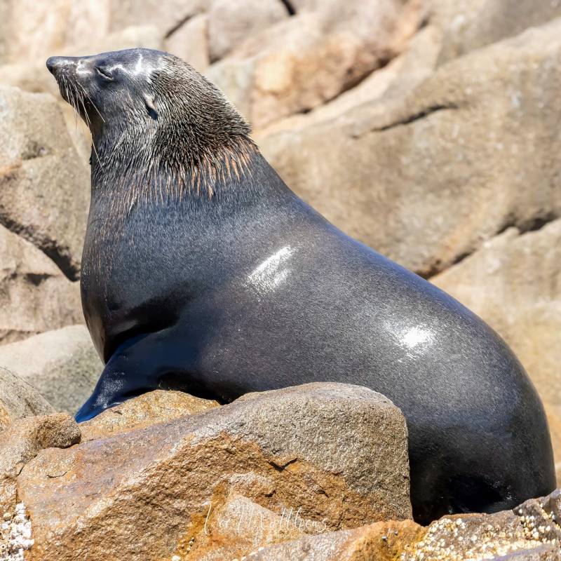 a seal on a rock