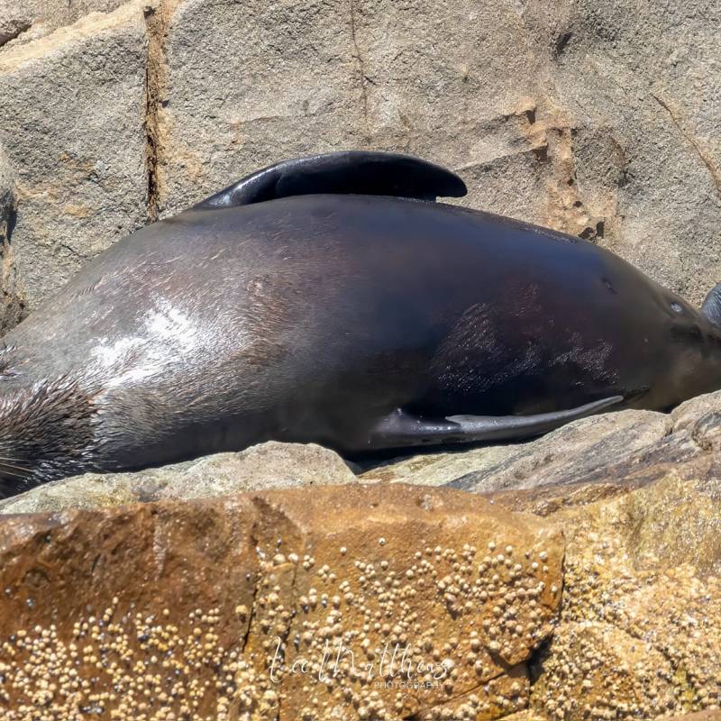 a seal lying down on a rock