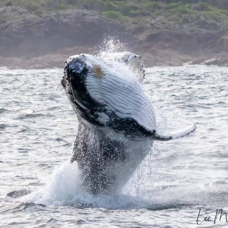 an animal in a body of water