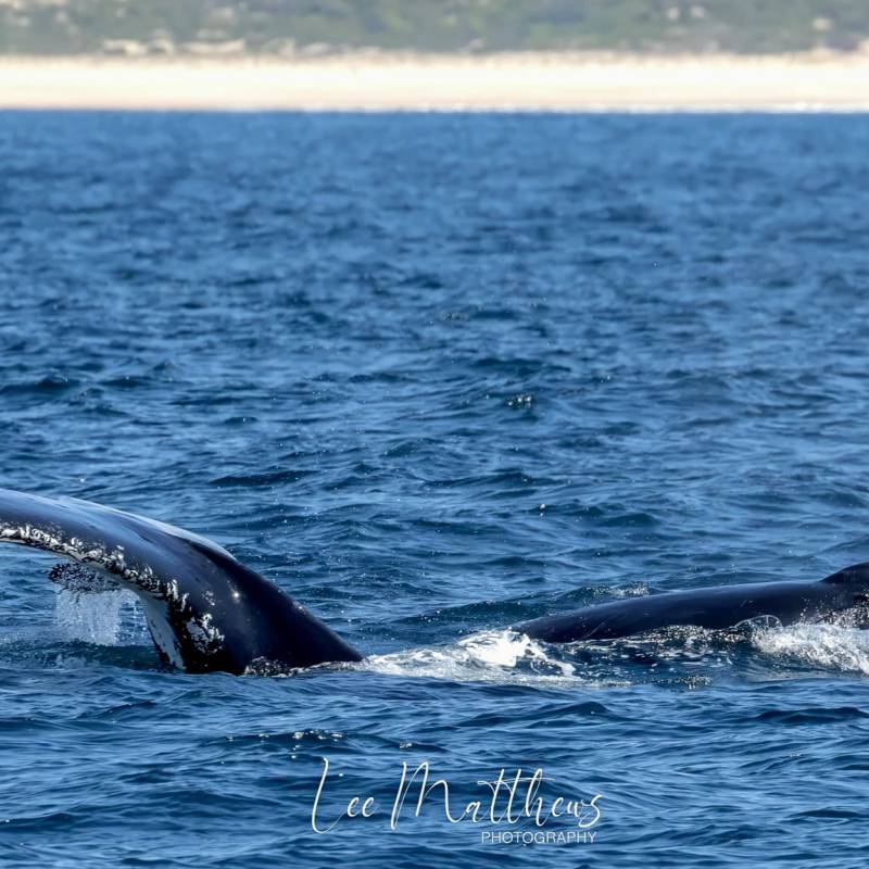 a whale swimming in a body of water