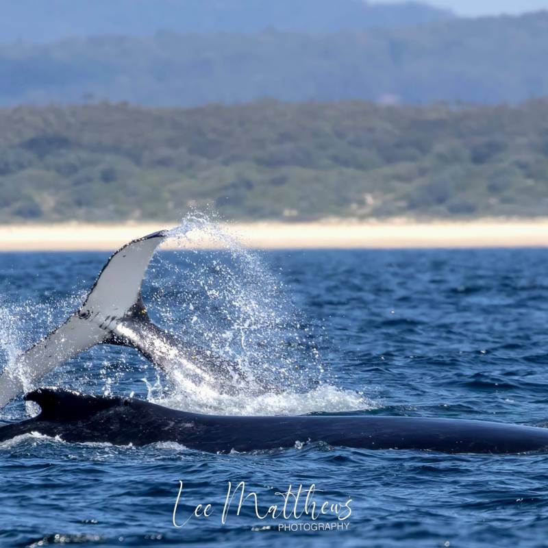 a whale jumping out of a body of water