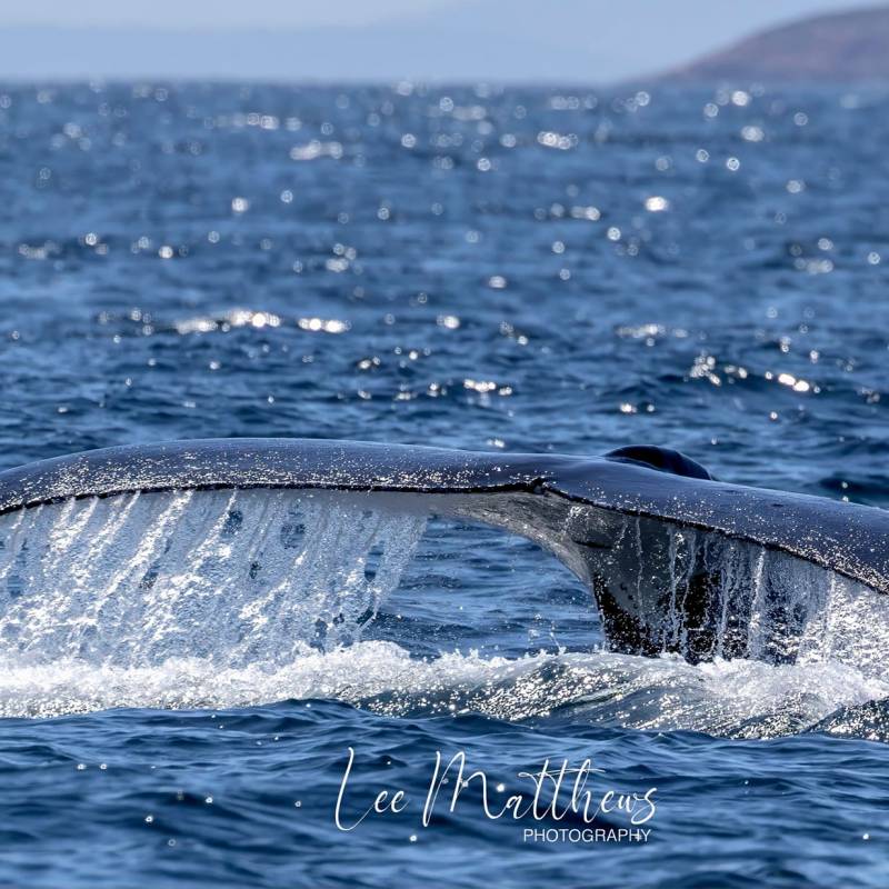 a whale jumping out of the water