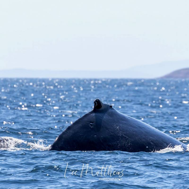MOONSHADOW TQC CRUISES WHALE WATCHING PORT STEPHENS