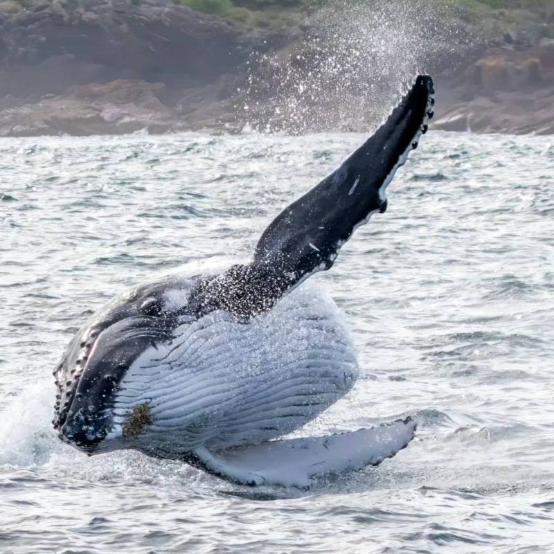 a bird flying over a body of water