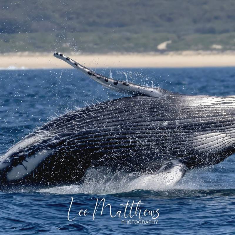 a whale jumping out of a body of water