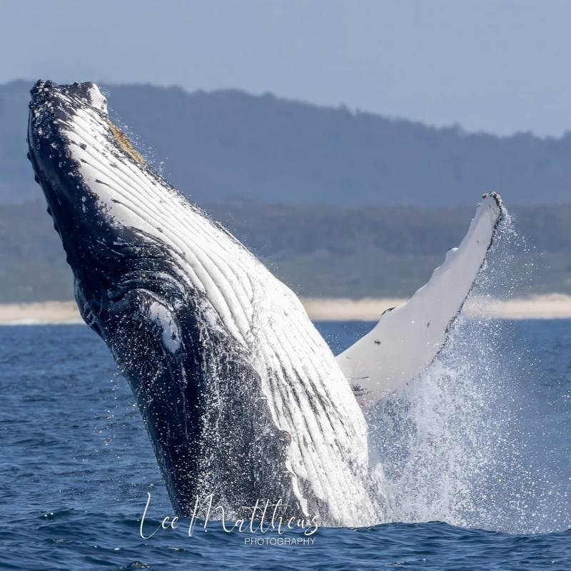 a whale jumping out of the water
