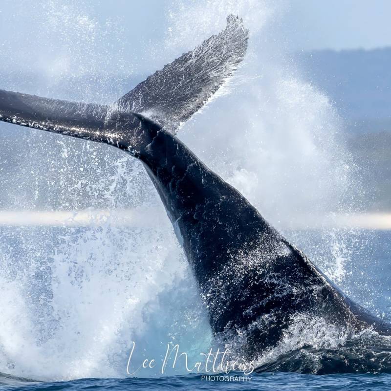 a whale jumping out of the water