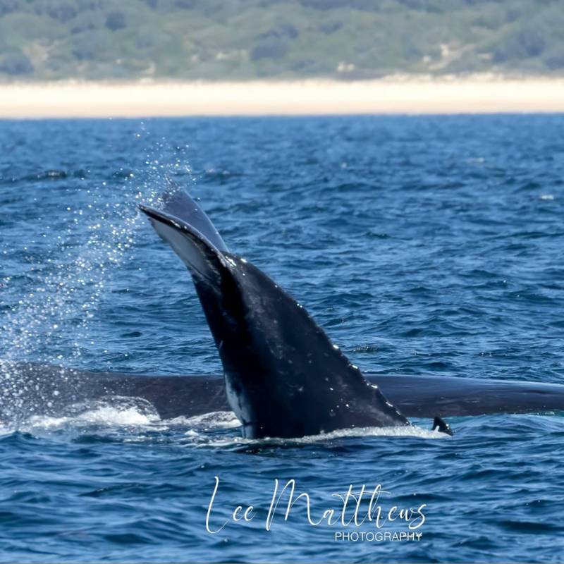 a whale swimming in a body of water