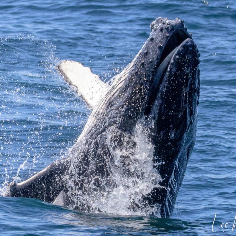 MOONSHADOW TQC CRUISES PORT STEPHENS WHALE WATCHING
