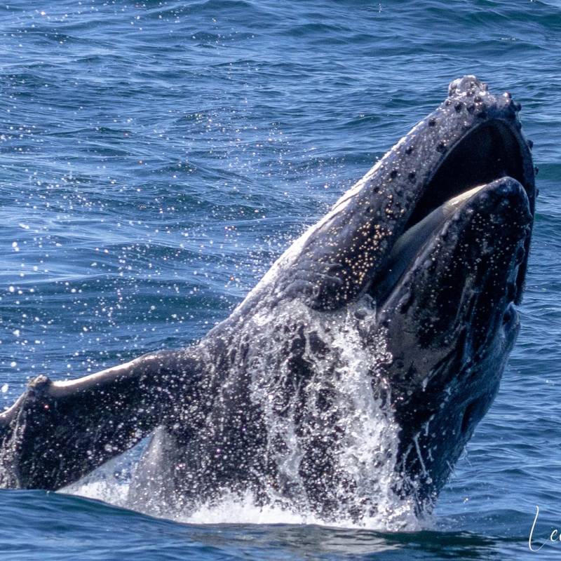 a whale jumping out of the water
