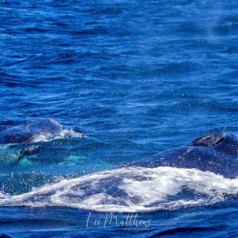 MOONSHADOW TQC CRUISES PORT STEPHENS WHALE WATCHING