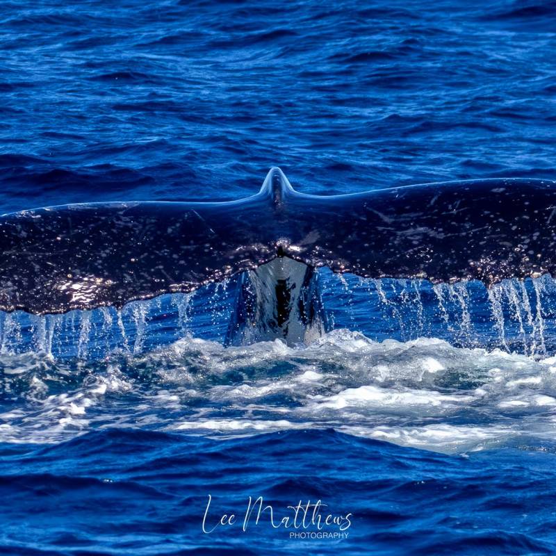 a whale jumping out of the water