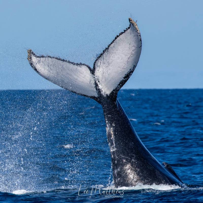 a whale jumping out of the water