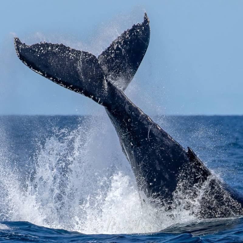 a whale jumping out of the water