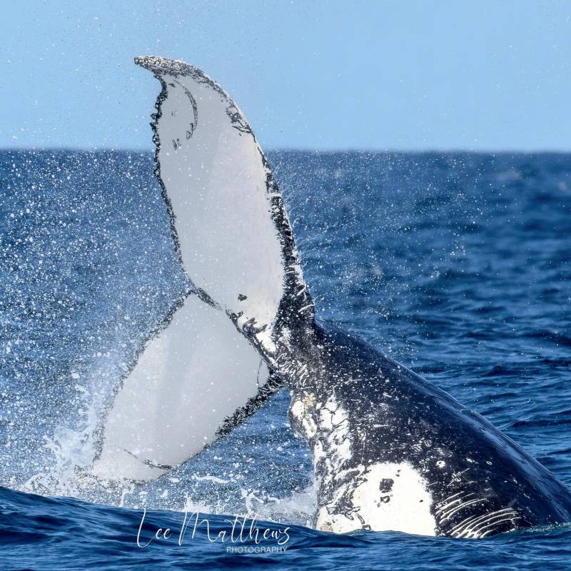 an animal swimming in the water