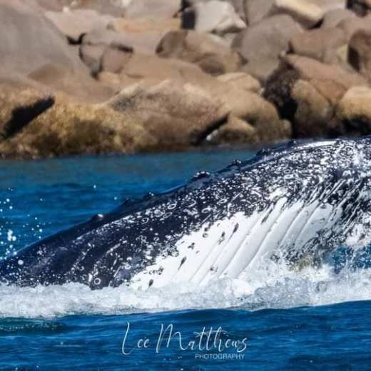 MOONSHADOW TQC WHALE WATCHING CRUISES PORT STEPHENS