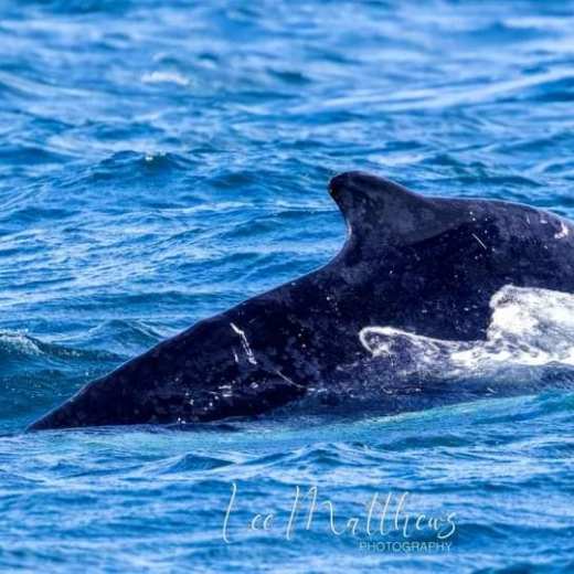 a bird swimming in blue water