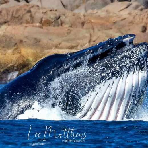 an animal swimming in the water