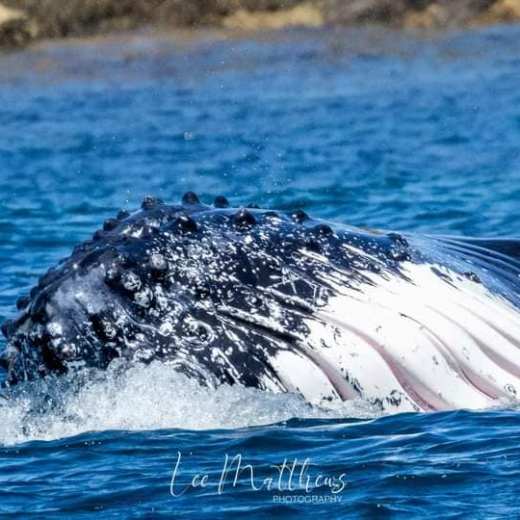 a whale swimming under water