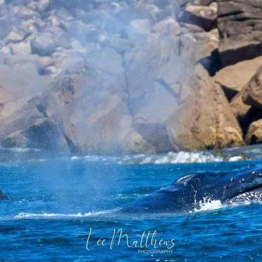 a whale jumping out of the water