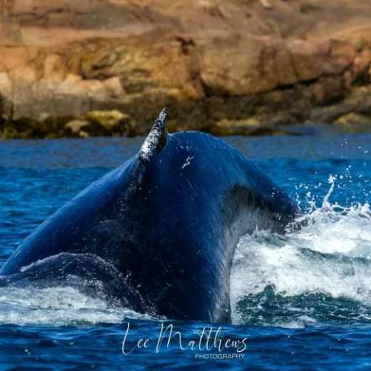 a whale jumping out of the water