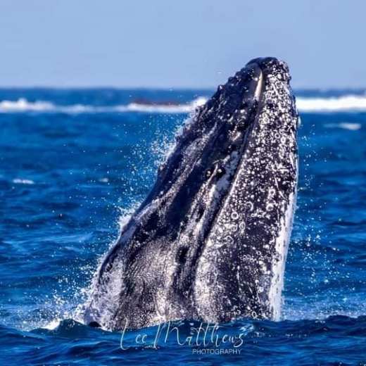 a whale jumping out of the water