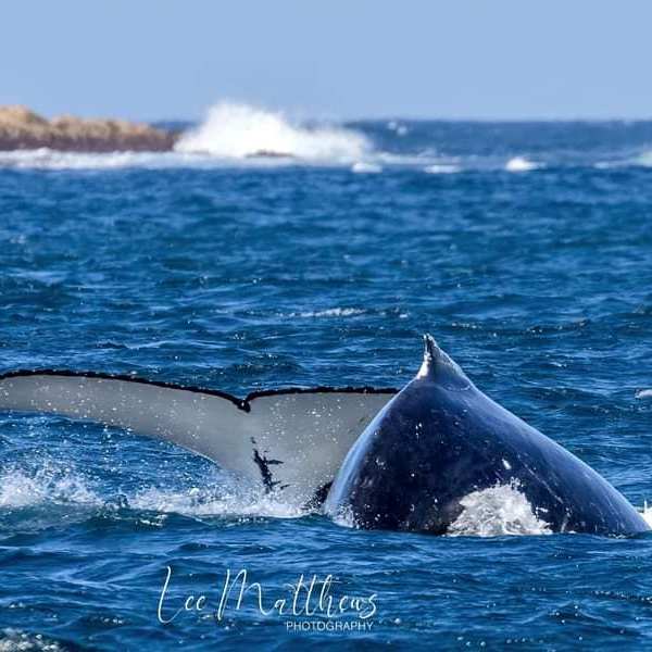 a whale jumping out of the water