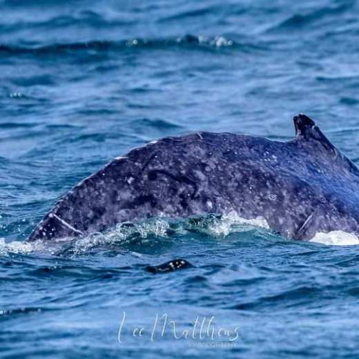 a whale jumping out of the water