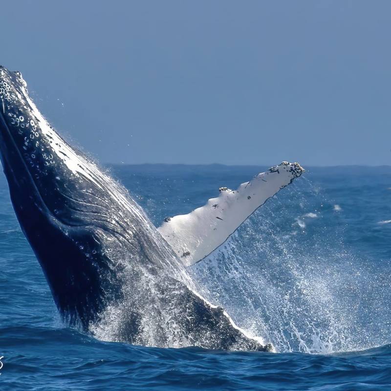 MOONSHADOW TQC CRUISES WHALE WATCHING PORT STEPHENS
