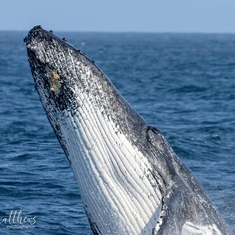 a whale jumping out of the water