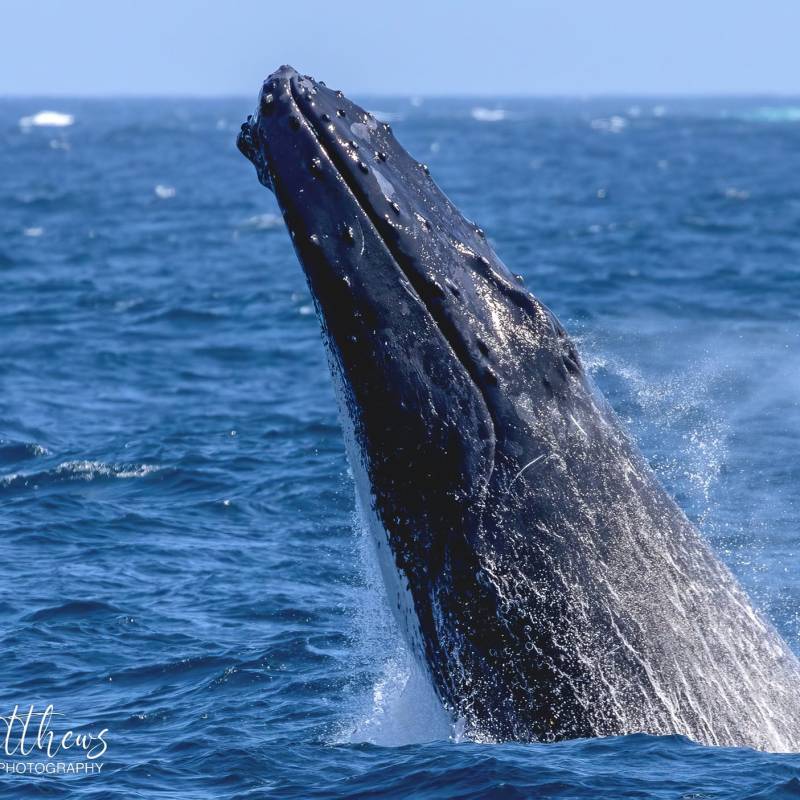 a whale jumping out of the water