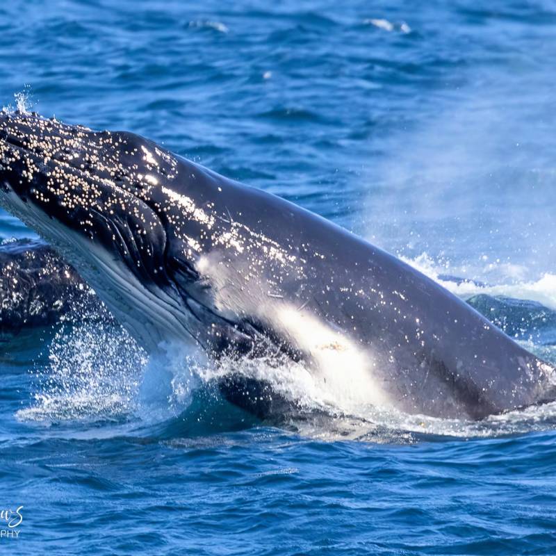 a small animal in a body of water