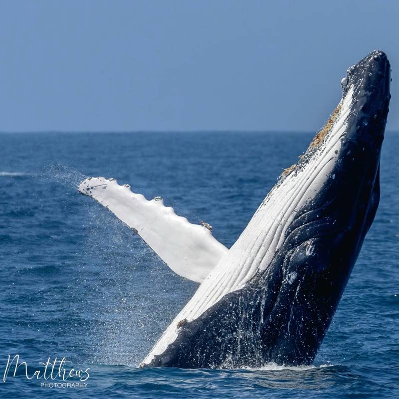 a whale jumping out of the water