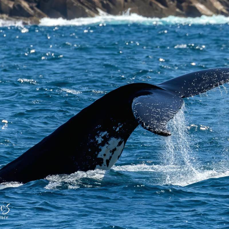 a whale jumping out of the water