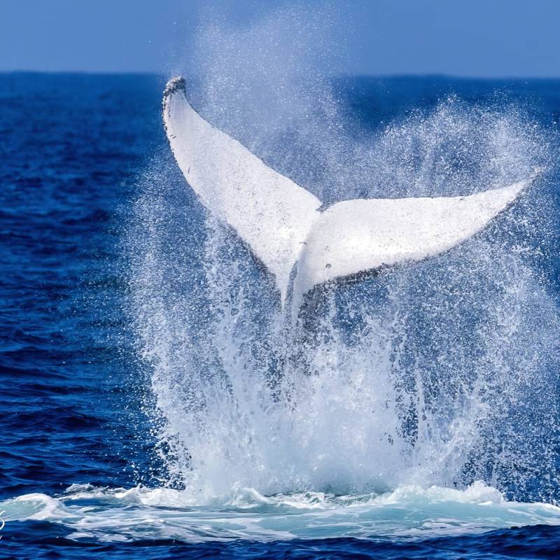 a man flying through the air while riding a wave in the ocean