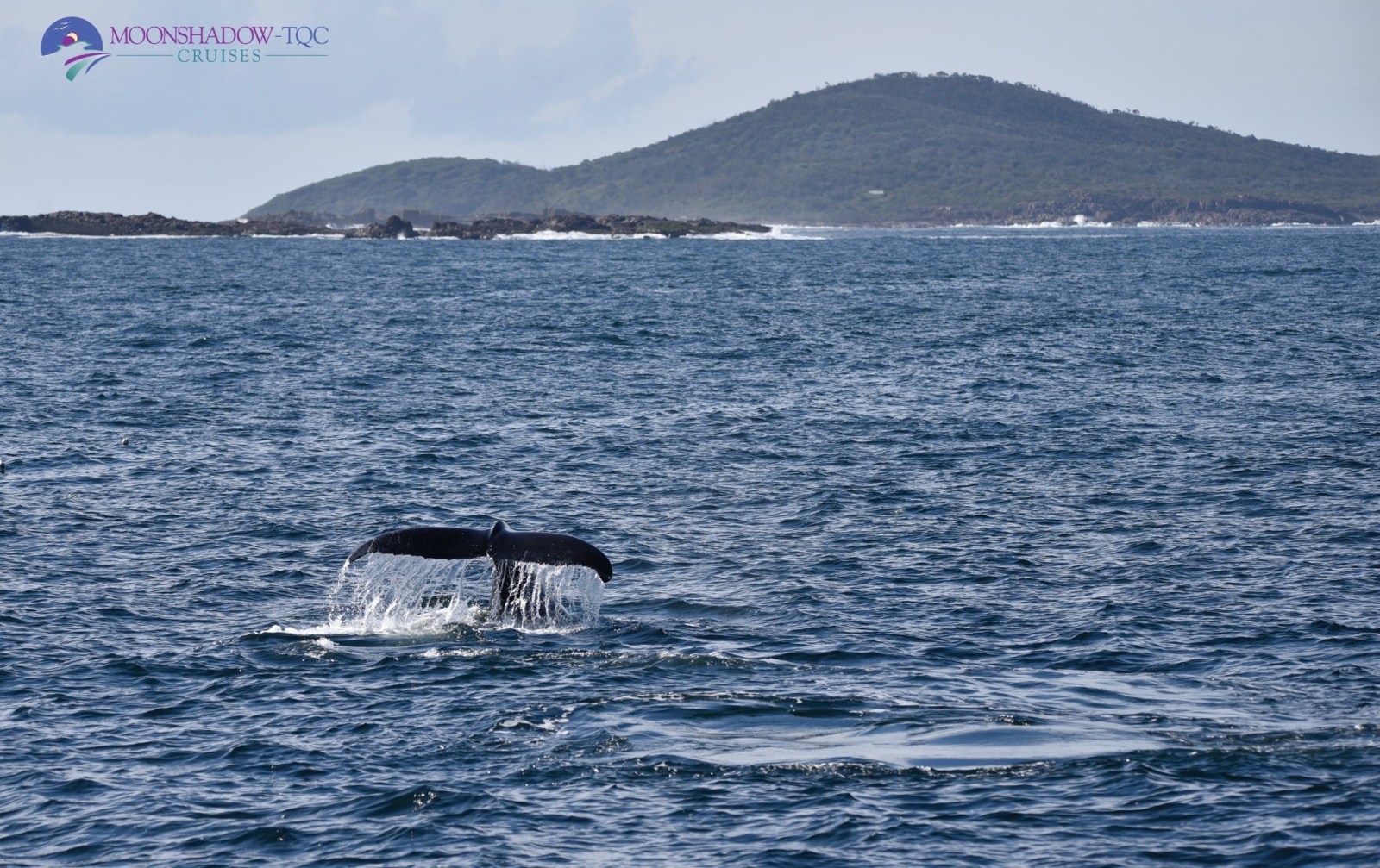 a whale jumping out of a body of water