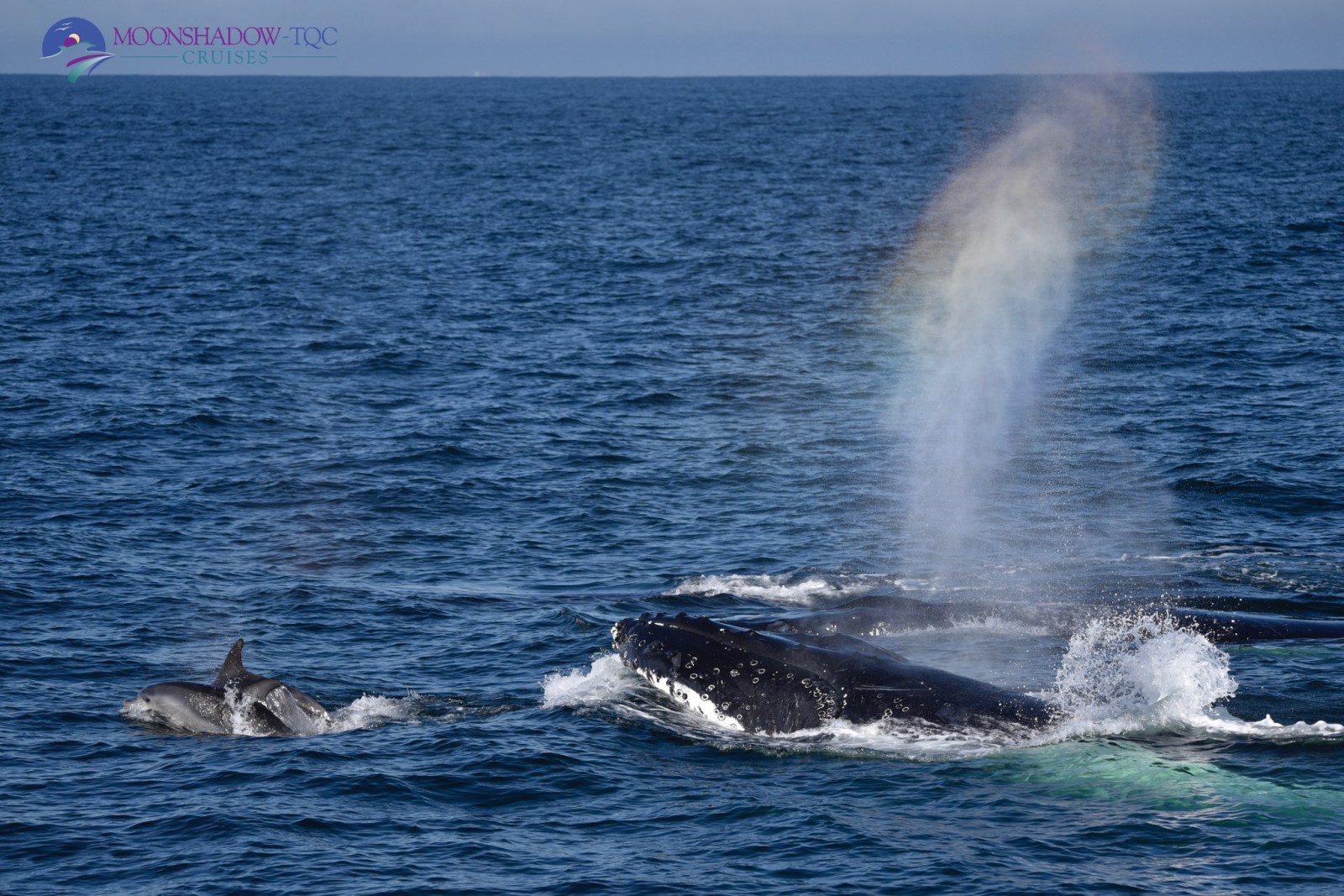 a whale jumping out of the water