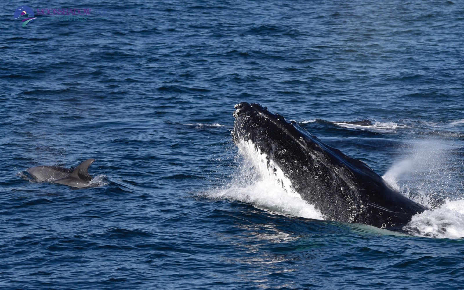 a whale jumping out of the water