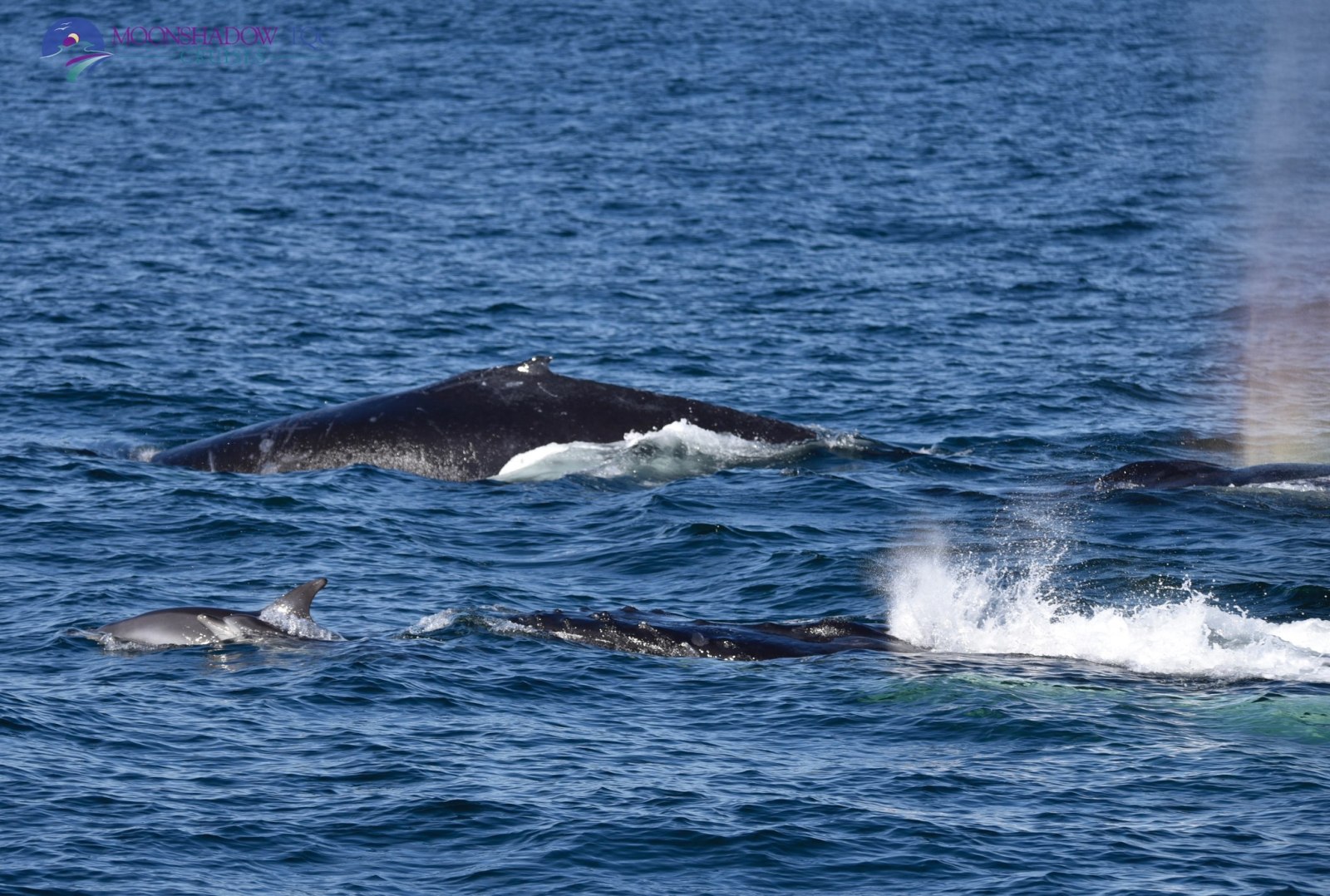 a whale jumping out of the water